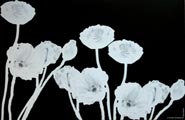 French Floral Placemats